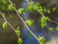 柑橘樹青苔什么時候打藥好（柑橘的青苔什么時候打）