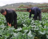 柑橘樹(shù)下種植食用菌技術(shù)_柑橘果樹(shù)下可栽培菌菇嗎