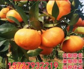 由良蜜橘與愛媛28(蜜橘和愛媛橙有什么區(qū)別)