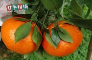 新品種柑橘樹(shù)苗哪家品質(zhì)好_種植西紅柿目前最好是哪個(gè)品種