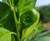 謝后明柑橘種植技術(shù)視頻_優(yōu)質(zhì)柑橘種植戶怎么銷(xiāo)售才能實(shí)現(xiàn)利潤(rùn)最大化