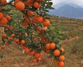 橘子種植技術(shù)方法管理（橘子怎么種植方法視頻教程）