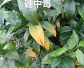 柑橘病蟲(chóng)害缺素自動(dòng)識(shí)別器_柑橘新梢葉片黃色不轉(zhuǎn)綠是什么原因