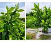 柑橘抹芽種植技術(shù)_檸檬樹(shù)養(yǎng)殖方法是怎樣的