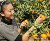 臺州柑橘種植技術視頻教程_黃巖是哪個省