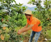 柑橘 檸檬種植技術(shù)員工作_你和比自己小的男生曖昧過嗎