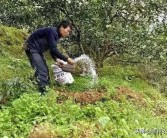 春夏季柑橘種植技術_柑桔一年四季都可以用的農藥