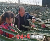 南方果樹柑橘種植技術(shù)_柑橘一年需要施幾次肥