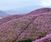 金華源東柑橘種植技術(shù)_剛買(mǎi)的柑橘怎么種植