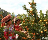 柑橘后期種植技術(shù)_30年老柑橘樹移栽注意事項(xiàng)