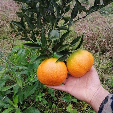 柑橘種植技術(shù)手冊電子版（華美7號柑橘種植技術(shù)）