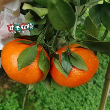 柑橘種植技術(shù)專業(yè)_柑枝種植方法