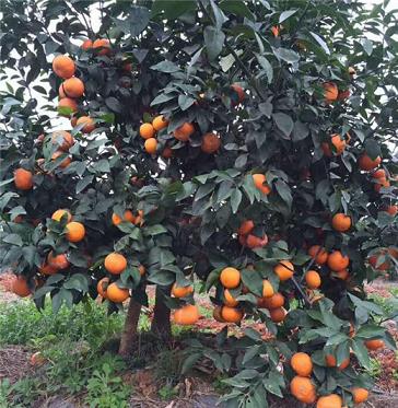 柑橘種植技術(shù)觀察員（日本柑橘種植技術(shù)視頻）