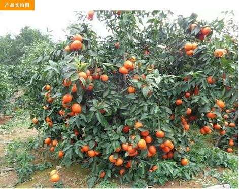 柑橘苗圃種植技術(shù)_油柑子苗的種植方法