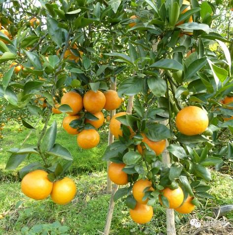 柑橘種植技術(shù)觀察員（日本柑橘種植技術(shù)視頻）