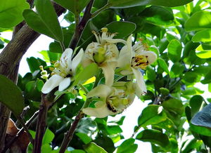 柑橘種植及管理技術(shù)論文范文（柑橘種植及管理技術(shù)論文范文怎么寫）