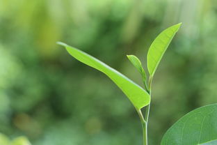 青柑種植技術(shù)視頻（青柑樹的藥用價(jià)值）