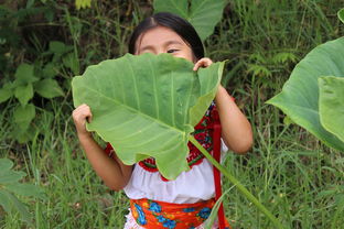 沃柑幼樹(shù)開(kāi)花怎么管理視頻（沃柑幼樹(shù)栽培管理視頻）