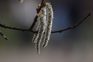 柑橘樹春天發(fā)芽時打什么藥好（柑橘發(fā)芽期打什么農(nóng)藥）