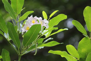 柑橘培植技術(shù)要點總結(jié)怎么寫（柑橘栽培技術(shù)要點）